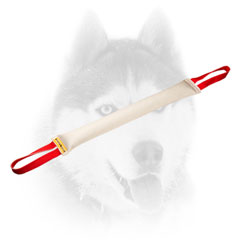 Quality Siberian Husky training tug of fire hose with handles