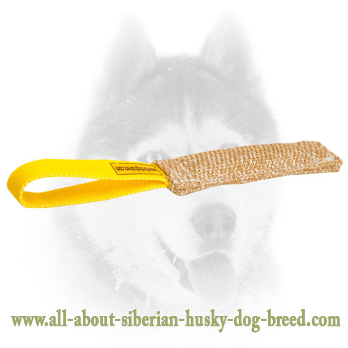 Siberian Husky bite tug with a comfy loop